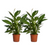 2x Einblatt - Spathiphyllum Vivaldi - ↕ 70 cm - Ø 17 cm