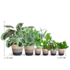 6x Haustierfreundliche Zimmerpflanzen - Goldpalme, Krokodilfarn, Blaufarn, Calathea & 2x Peperomia - ↕ 20–60 cm - Ø 12 cm | inkl. Jute-Korb Lissabon & Terima Kasih