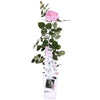 Rose - Rosa Crazy in Love Pink – ↕ 65 cm – Ø 15 cm