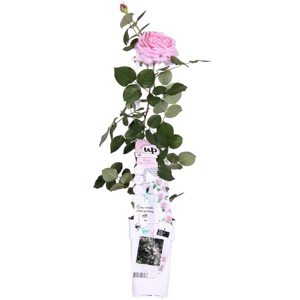 Rose - Rosa Crazy in Love Pink – ↕ 65 cm – Ø 15 cm