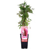 Wilder Wein ‚Engelmannii' – Parthenocissus quinquefolia