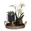 Nachtfalterorchidee - Phalaenopsis - ↕ ca. 40 cm - Ø 9 cm | 3er-Set Home Hub inkl. schwarzer Keramik-Ziertöpfe