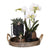 Nachtfalterorchidee - Phalaenopsis - ↕ ca. 40 cm - Ø 9 cm | 3er-Set Home Hub inkl. schwarzer Keramik-Ziertöpfe