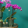 Nachtfalterorchidee lila – Phalaenopsis Orchidee – Morelia – ↕ ca. 35–45 cm – Ø 9 cm | Classy-Topf Grün
