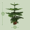 Affenbaum - Araucaria araucana - ↕ 100 cm - ø 21 cm