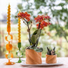 Nachtfalterorchidee - Phalaenopsis - ↕ ca. 35 cm - Ø 9 cm | 2er-Geschenkset Optimismus kleiner Pfirsich auf weißem Bio-Tablett