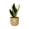 Bogenhanf - Sansevieria Futura Superba - ↕ 25–30 cm - Ø 14 cm | ELHO Vibes Fold Übertopf gelb