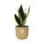Bogenhanf - Sansevieria Futura Superba - ↕ 25–30 cm - Ø 14 cm | ELHO Vibes Fold Übertopf gelb
