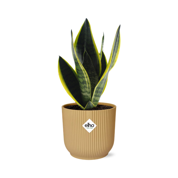 Bogenhanf - Sansevieria Futura Superba - ↕ 25–30 cm - Ø 14 cm | ELHO Vibes Fold Übertopf gelb