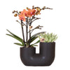 Nachtfalterorchidee - Phalaenopsis Bolzano orange & Sukkulente - 2 Pflanzen - ↕ 40 cm - Ø 9 cm | dekorativer Röhrentopf schwarz Ø 9 cm