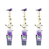 3x Clematis – Clematis 'The President' – ↕ 65 cm – Ø 15 cm