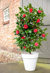 Kamelie – Camellia japonica Black Lace – ↕ 65 cm – Ø 19 cm