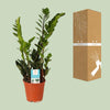 Glücksfeder - Zamioculcas Zamiifolia - ↕ 45 cm - Ø 14 cm