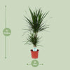 Drachenbaum - Dracaena Marginata - ↕ 75 cm - Ø 17 cm