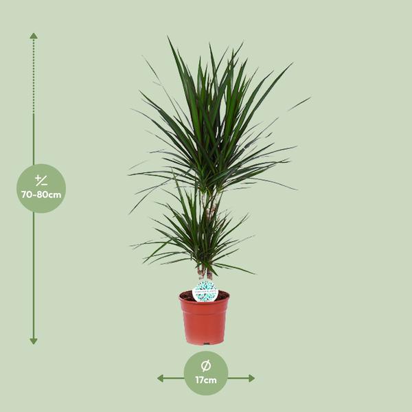 Drachenbaum - Dracaena Marginata - ↕ 75 cm - Ø 17 cm