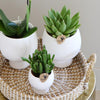 Nachtfalterorchidee - Phalaenopsis - ↕ 40 cm - Ø 9 cm | 3er-Set Scandic weiß inkl. Keramik-Ziertöpfen