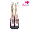 Wisteria floribunda 'Rosea' - Rosa Regen - Ø15cm - ↕65cm