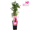 Wilder Wein – Parthenocissus quinquefolia Engelmannii – ↕ 65 cm – Ø 15 cm
