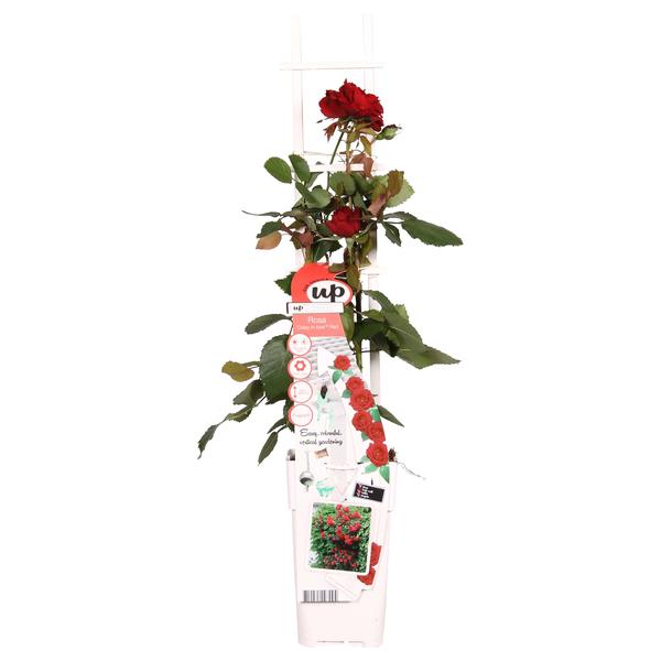 Rose - Rosa Crazy in Love Red – ↕ 65 cm – Ø 15 cm
