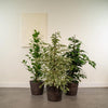 Ficus-Set: Benjamina Danielle, Benjamina Twilight & Microcarpa Moclame - ↕ 95 cm - Ø 21 cm