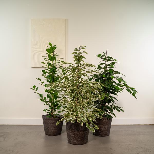 Ficus-Set: Benjamina Danielle, Benjamina Twilight & Microcarpa Moclame - ↕ 95 cm - Ø 21 cm
