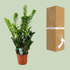 Glücksfeder - Zamioculcas - ↕ 100 cm - Ø 21 cm