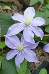 3x Clematis Justa – ↕ 65 cm – Ø 15 cm