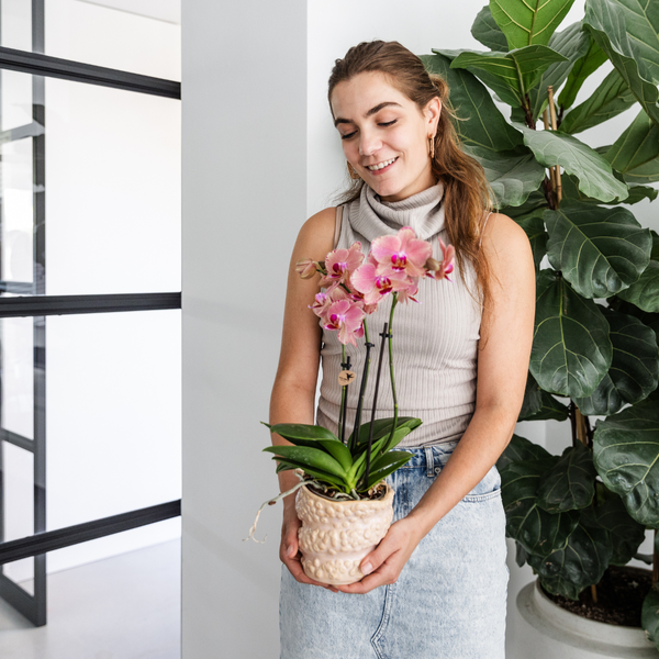 Nachtfalterorchidee - 2x Phalaenopsis rosa - KOMBI ANGEBOT - Ø 12 cm