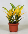 Kroton – Codiaeum Sunny Star – ↕ 30 cm – Ø 12 cm