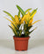 Kroton – Codiaeum Sunny Star – ↕ 30 cm – Ø 12 cm