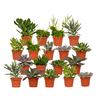 18x Sukkulenten - Mix – ↕ ca. 10 cm – Ø 8,5 cm