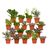 18x Sukkulenten - Mix – ↕ ca. 10 cm – Ø 8,5 cm