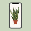 Bogenhanf - Sansevieria Trifasciata Futura Superba - ↕ 40 cm - Ø 12 cm