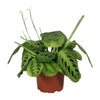 Maranten-Set – 3 Pflanzen mit gemusterten Blättern – im Set enthalten: Pfeilwurz ‚Fascinator Lemon Lime' – Maranta leuconeura