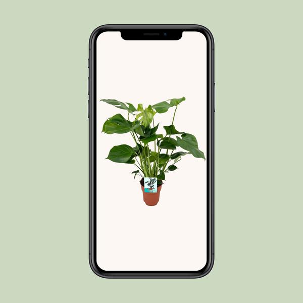 Fensterblatt - Monstera Deliciosa - ↕ 60 cm - Ø 19 cm