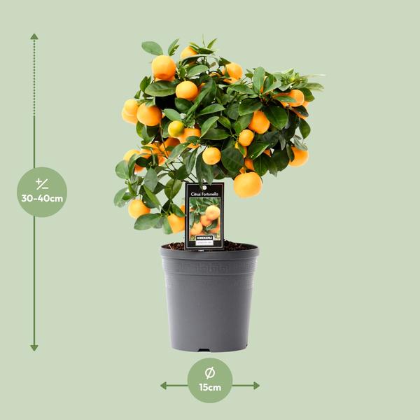 Zwergorangenbaum – Citrus calamondin – ↕ 40 cm – Ø 15 cm
