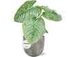 Philodendron Sodiroi – ↕ 45 cm – Ø 15 cm | Natan Übertopf Grau – ↕ 15 cm – Ø 17 cm