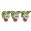 3x Flamingoblume – Anthurium Silver Blush – ↕ 15 cm – Ø 6 cm