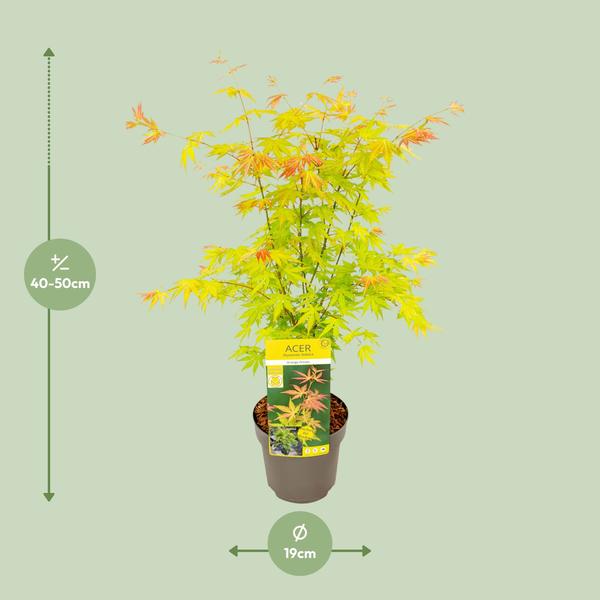 Fächerahorn – Acer palmatum Orange Dream – ↕ 50 cm – Ø 19 cm