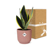 Bogenhanf - Sansevieria Futura Superba - ↕ 25–30 cm - Ø 14 cm | ELHO Vibes Fold Übertopf rosa
