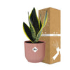 Bogenhanf - Sansevieria Futura Superba - ↕ 25–30 cm - Ø 14 cm | ELHO Vibes Fold Übertopf rosa