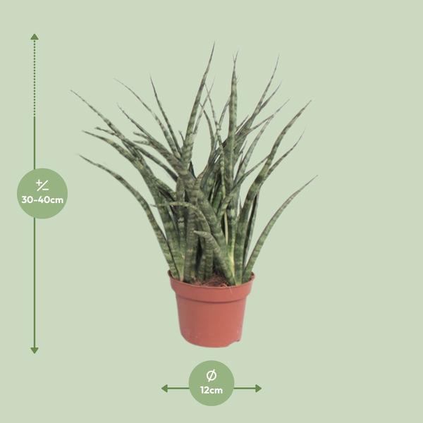 Bogenhanf - Sansevieria Fernwood Punk - ↕ 35 cm - Ø 12 cm