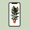Gummibaum - Ficus Elastica Robusta - ↕ 110 cm - Ø 24 cm