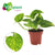 Efeutute - Epipremnum Aureum - ↕ 25cm - Ø 12cm