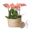 Pflanzenset Orange – 3x Phalaenopsis Bozen orange 9 cm & 3x Rhipsalis – inkl. Schilfkorb mit Wassertank – Dschungelstrauß Orange