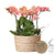 Pflanzenset Orange – 3x Phalaenopsis Bozen orange 9 cm & 3x Rhipsalis – inkl. Schilfkorb mit Wassertank – Dschungelstrauß Orange