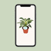 Philodendron Birkin - ↕ 25 cm - Ø 14 cm