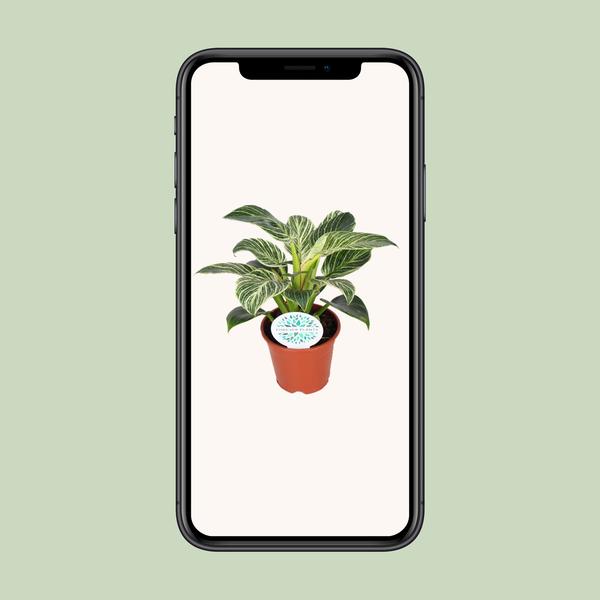 Philodendron Birkin - ↕ 25 cm - Ø 14 cm