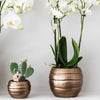 Nachtfalterorchidee - ↕ 35 cm - Ø 9 cm | 2er-Set Home Hub grau klein mit kupferfarbenen Deko-Töpfen & schwarzem Tablett