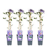 4x Clematis – Clematis 'Multi Blue' – ↕ 65 cm – Ø 15 cm